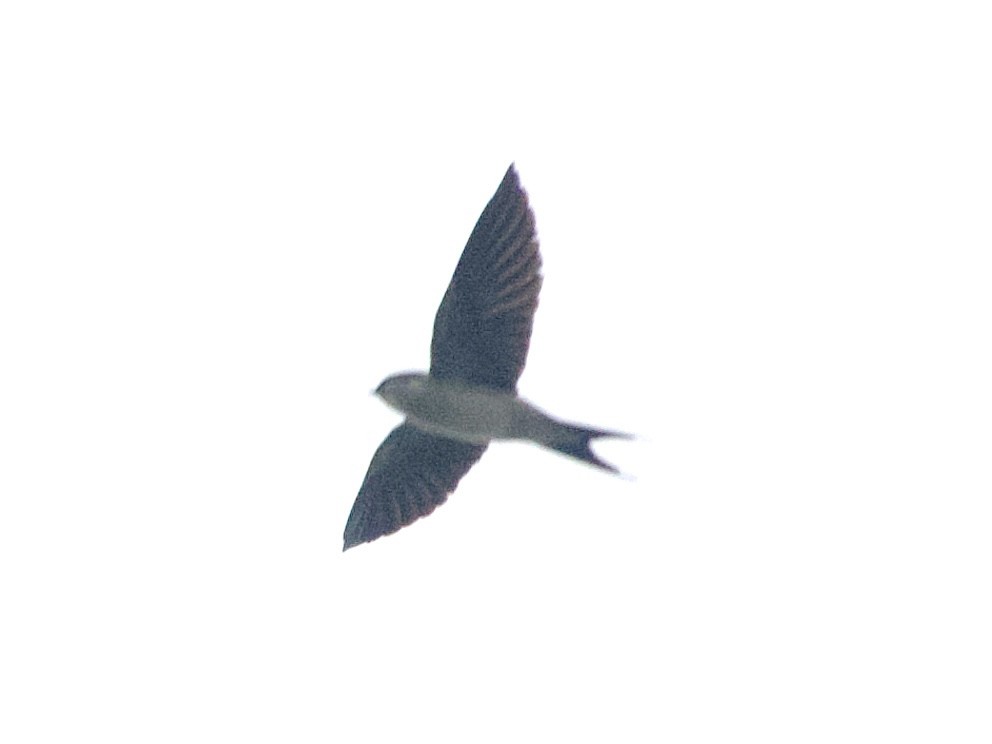Ethiopian Swallow - ML634015732