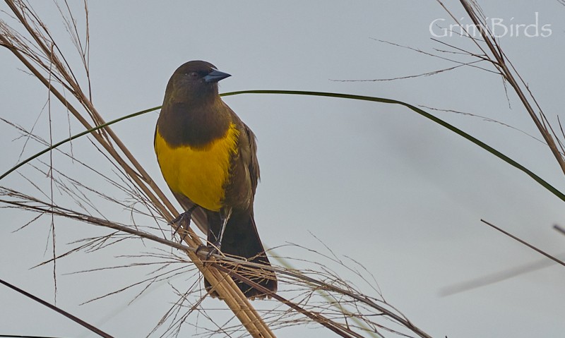 Brown-and-yellow Marshbird - ML634015752