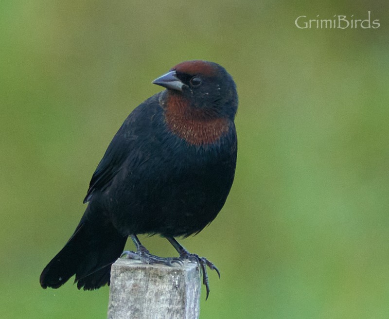 Chestnut-capped Blackbird - ML634015764