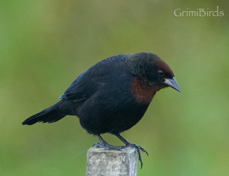Chestnut-capped Blackbird - ML634015765