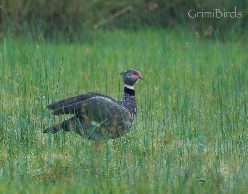 Southern Screamer - ML634015771