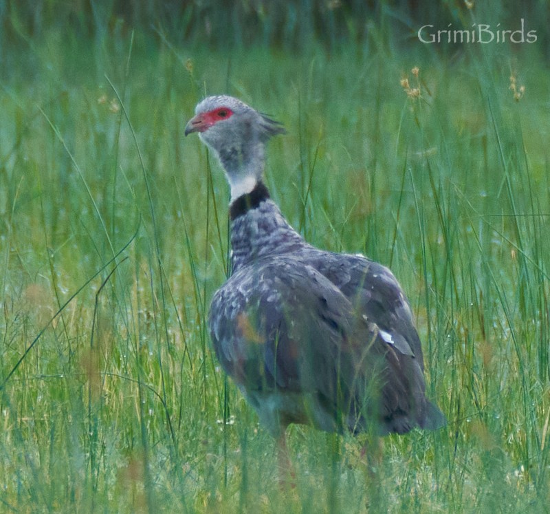 Southern Screamer - ML634015772