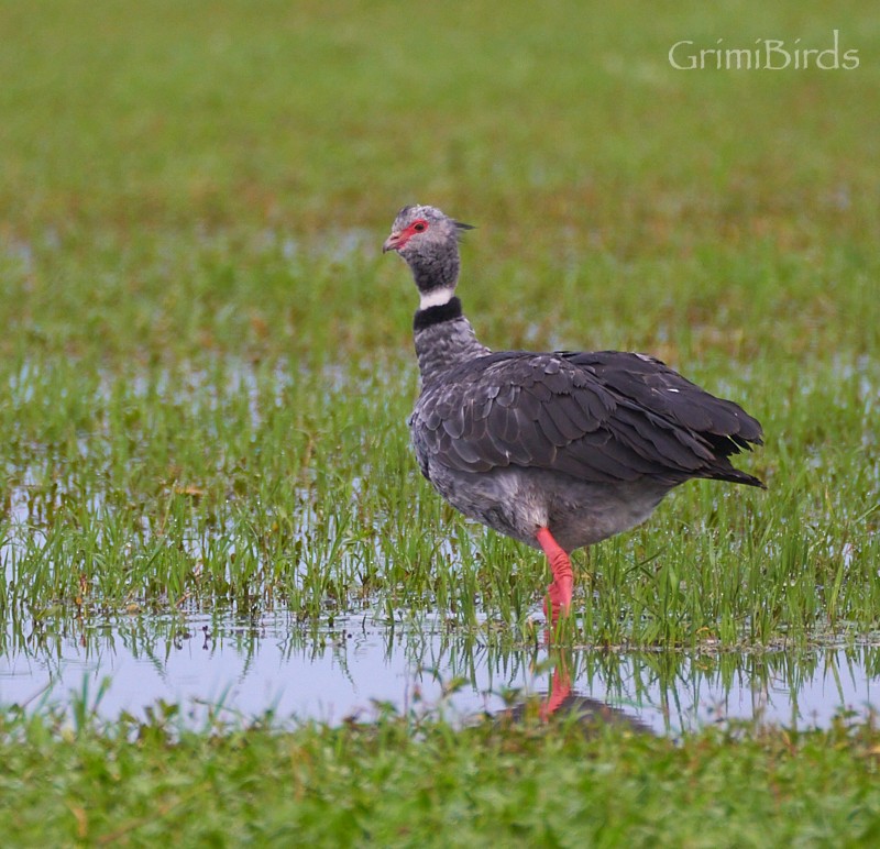 Southern Screamer - ML634015773