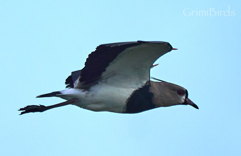 Southern Lapwing - ML634015775