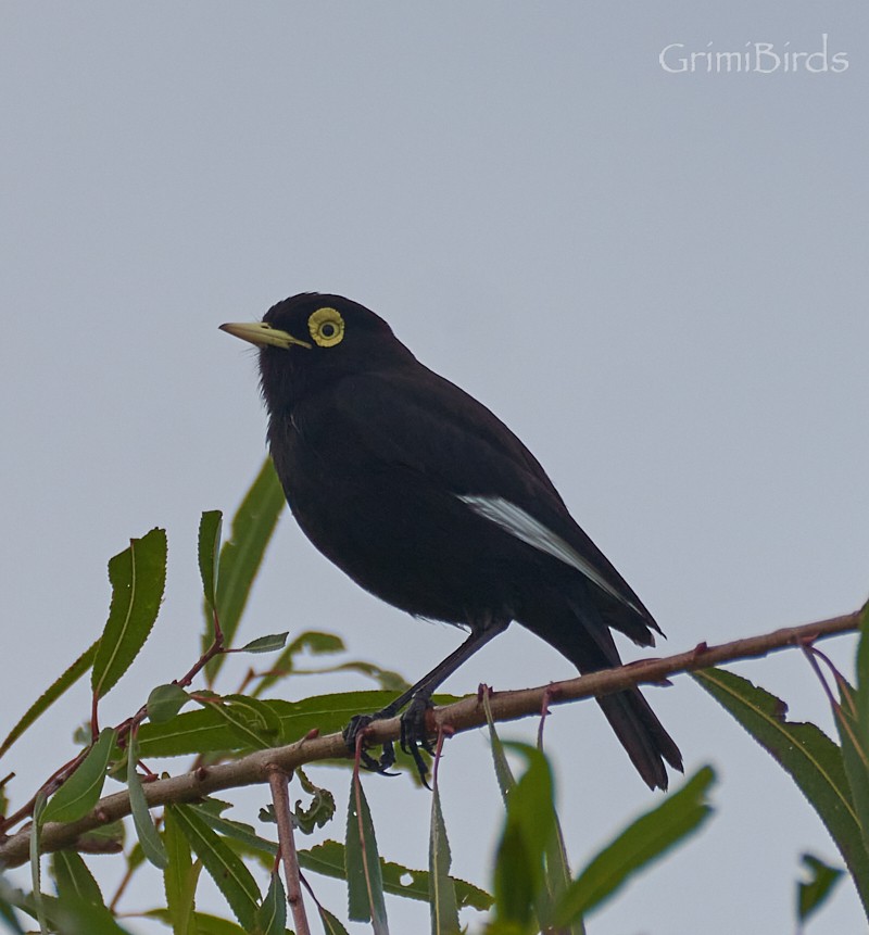 Spectacled Tyrant - ML634015779