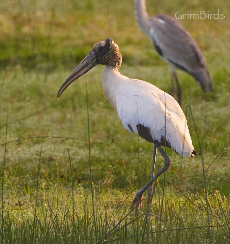 Wood Stork - ML634015783