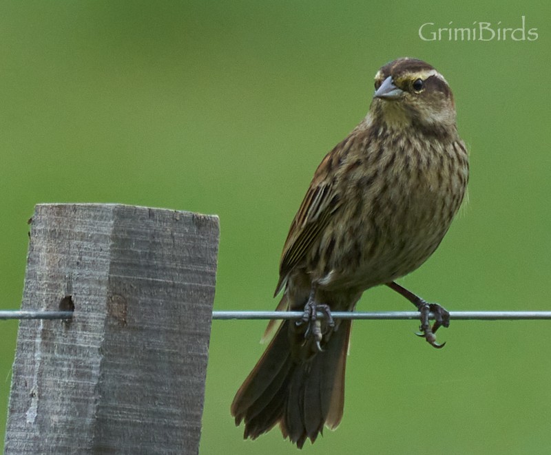 Yellow-winged Blackbird - ML634015810