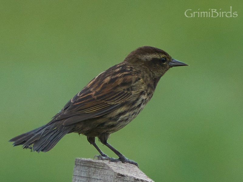 Yellow-winged Blackbird - ML634015811