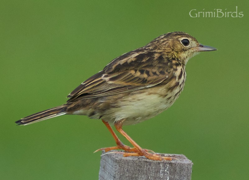 Yellowish Pipit - ML634015813