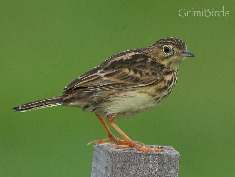 Yellowish Pipit - ML634015814