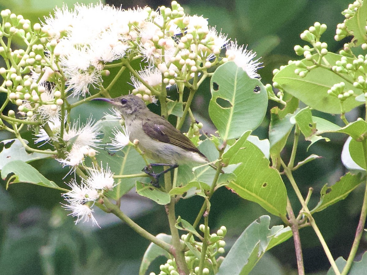 Olive-bellied Sunbird - ML634015821