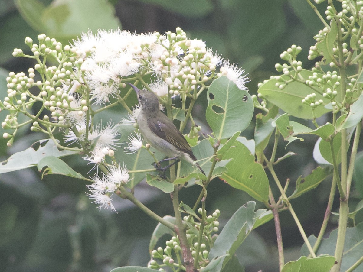 Olive-bellied Sunbird - ML634015822