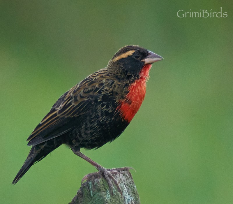 White-browed Meadowlark - ML634015823