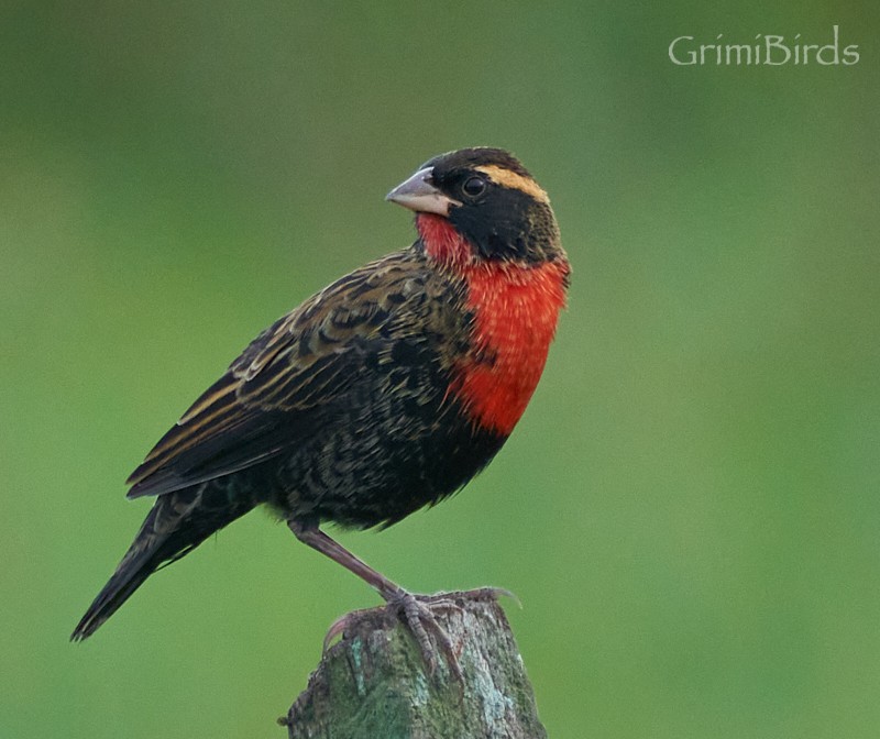 White-browed Meadowlark - ML634015824