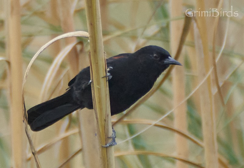 Variable Oriole - ML634015829