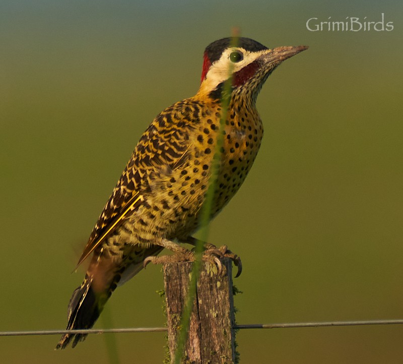Green-barred Woodpecker - ML634015838