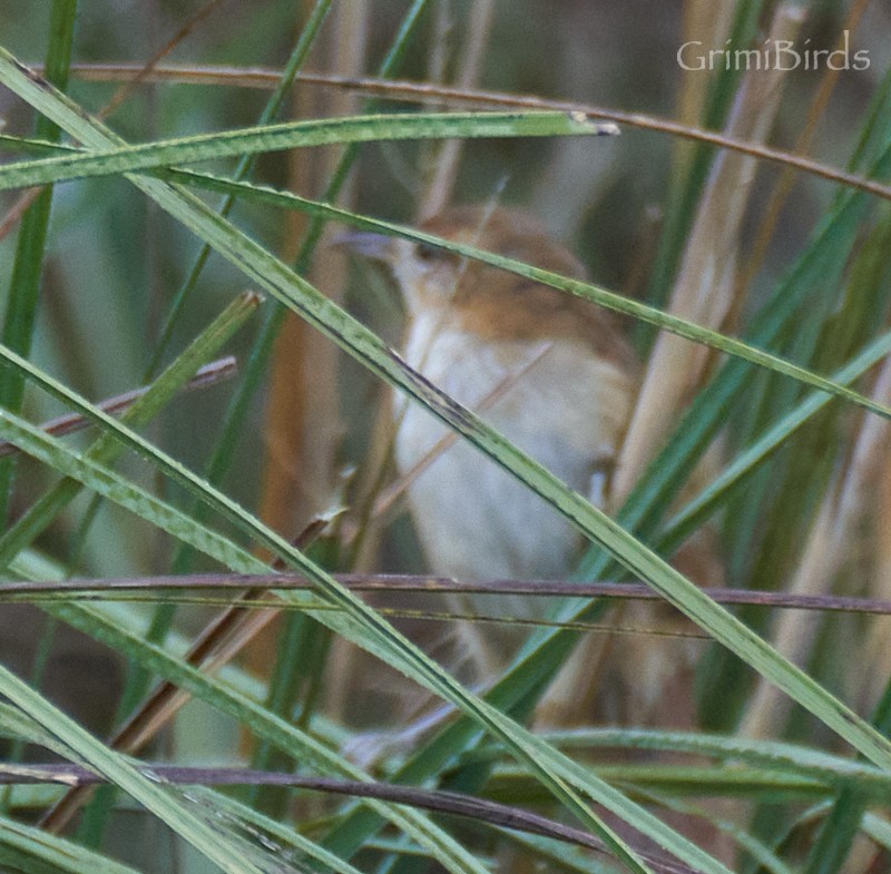 Sulphur-bearded Reedhaunter - ML634015851