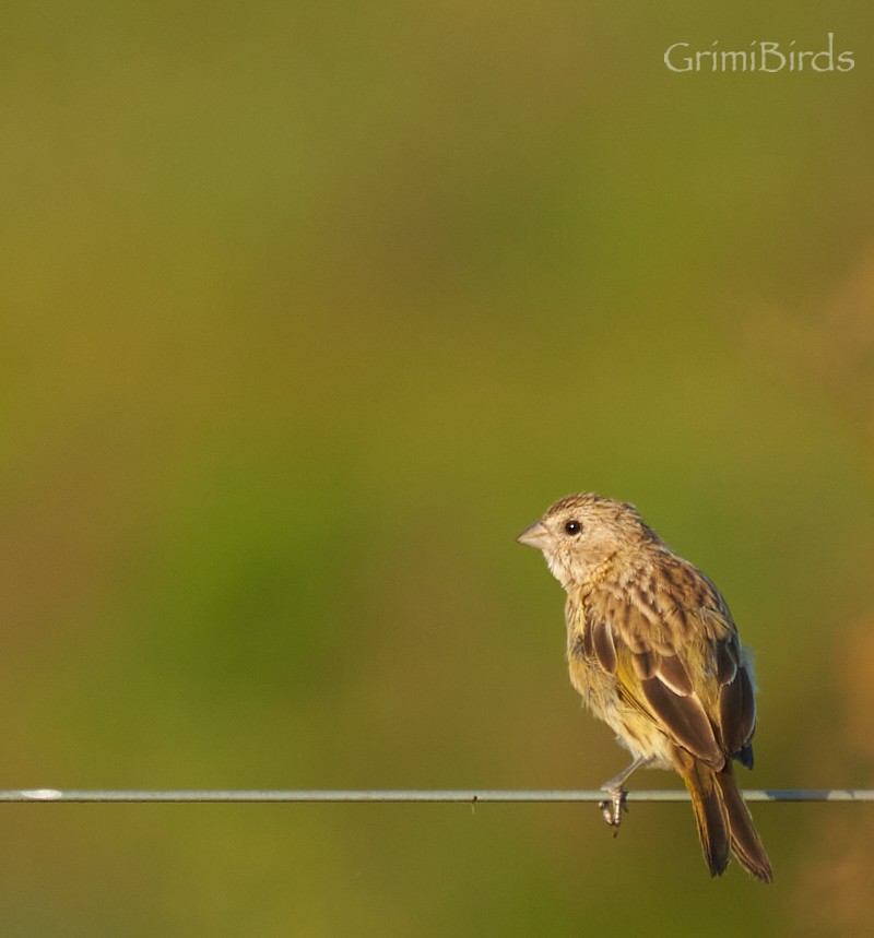 Grassland Yellow-Finch - ML634015877