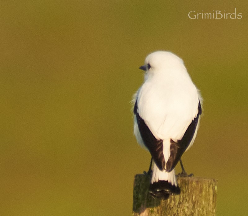 White Monjita - ML634015895