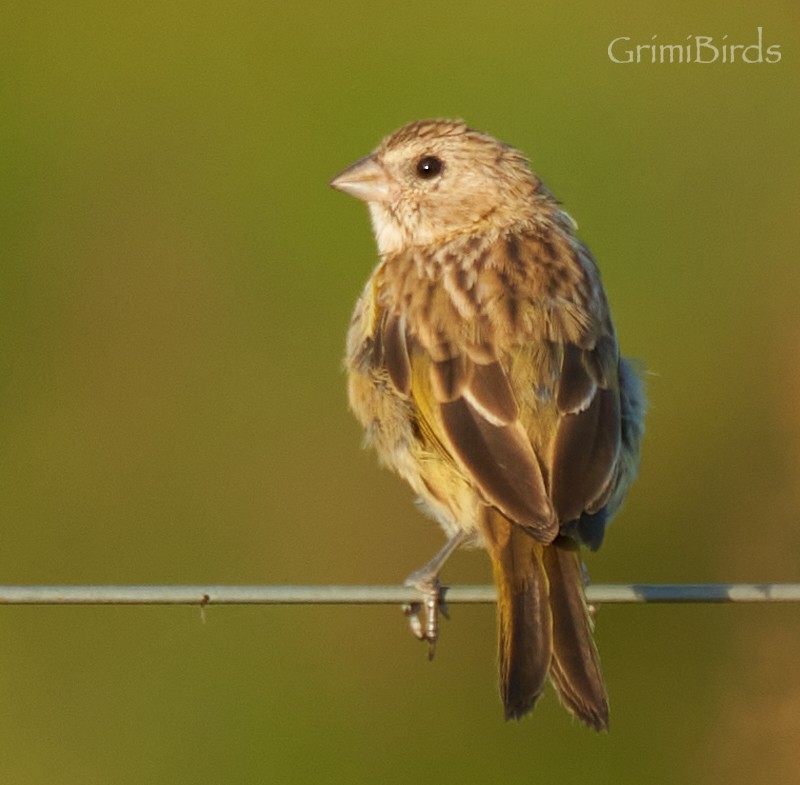 Saffron Finch - ML634015903