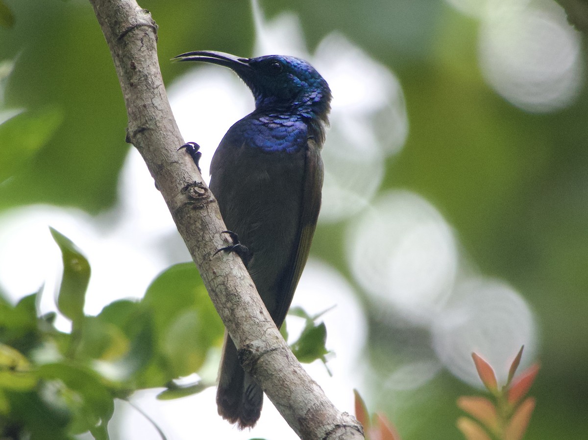 Green-headed Sunbird (Blue-headed) - ML634015904