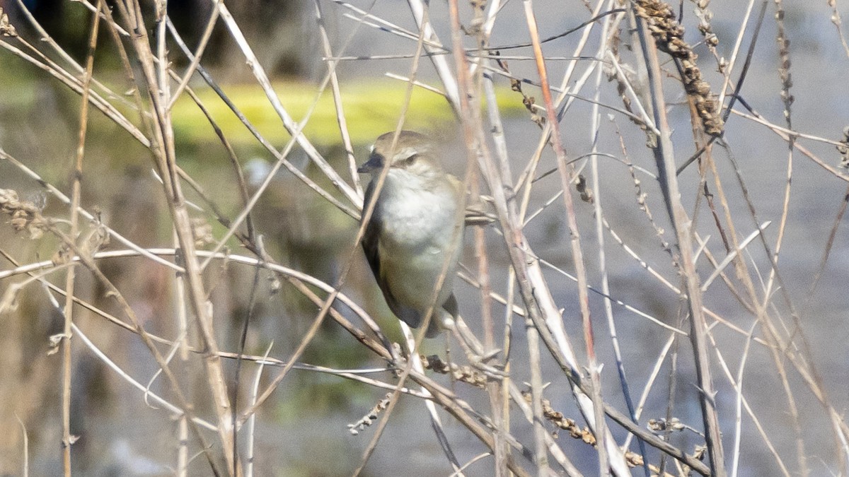 Great Reed Warbler - ML634015921