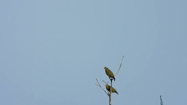 African Green-Pigeon - ML634016084