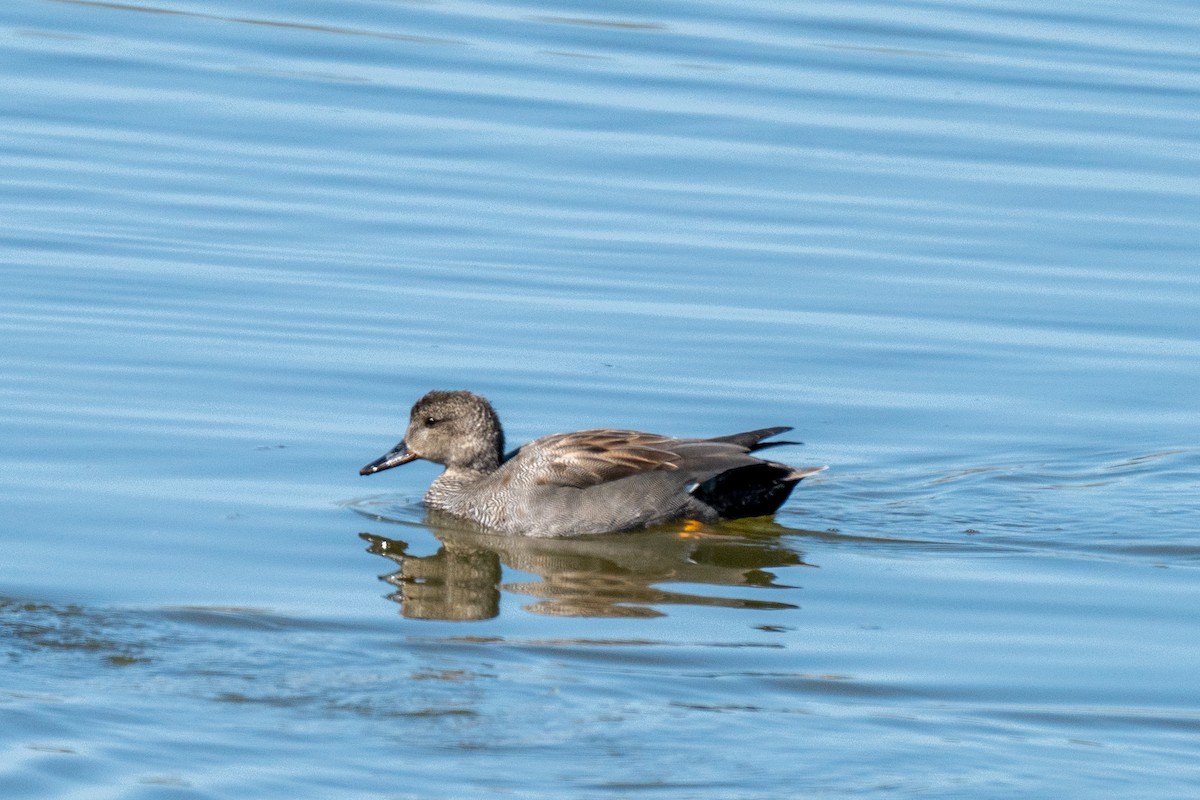 Gadwall - ML634016207