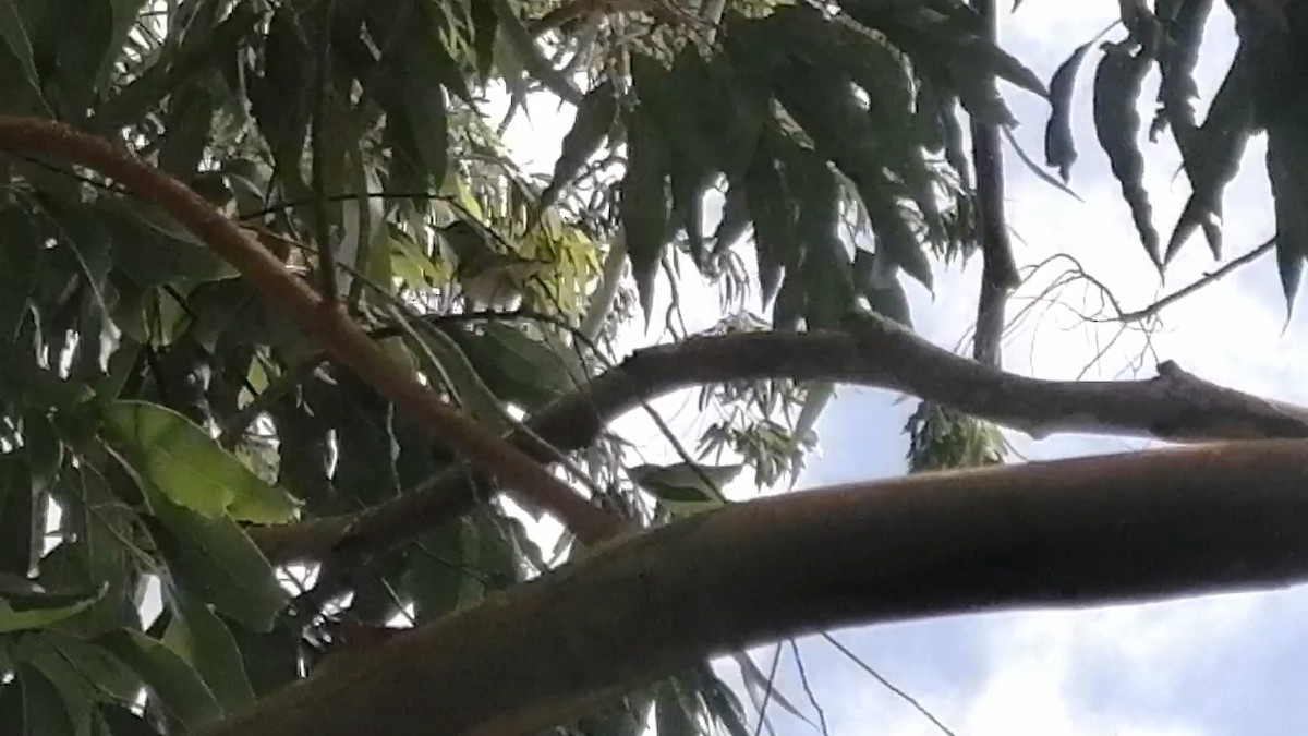 Yellow-green Vireo - ML634016215