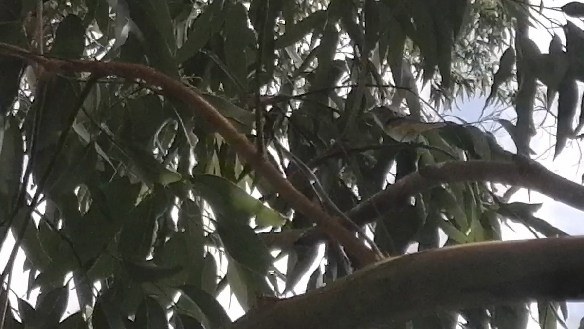Yellow-green Vireo - ML634016216