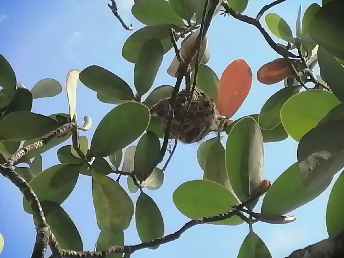 Yellow-green Vireo - ML634016218