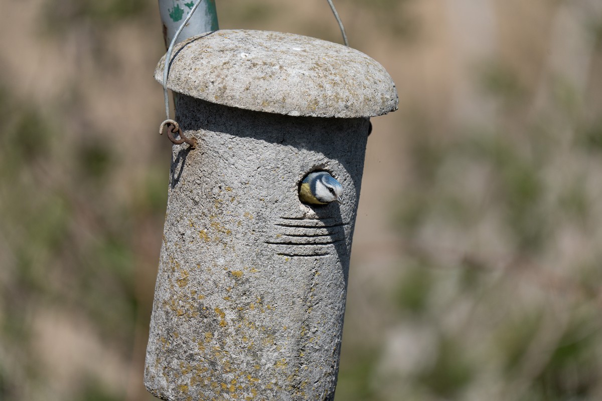 Eurasian Blue Tit - ML634016250