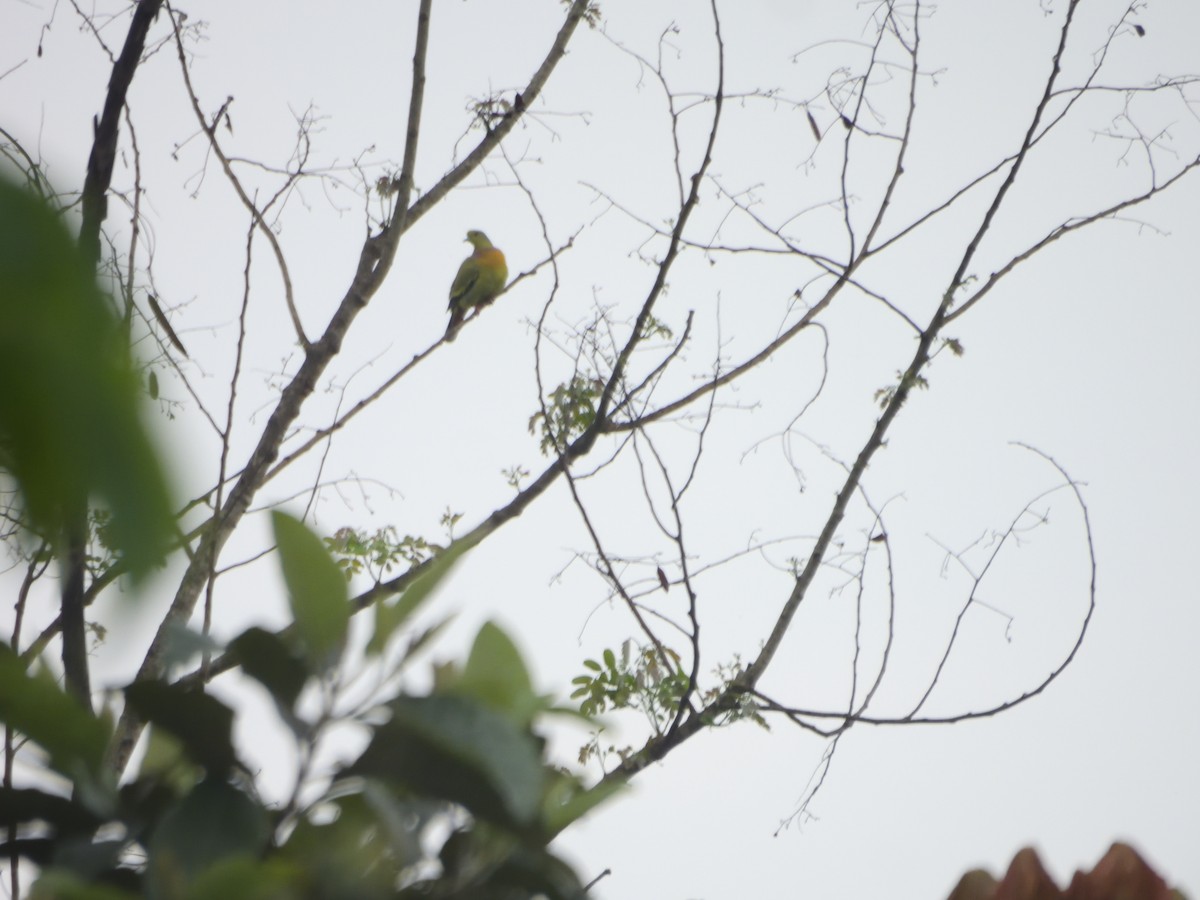 Orange-breasted Green-Pigeon - ML634016298
