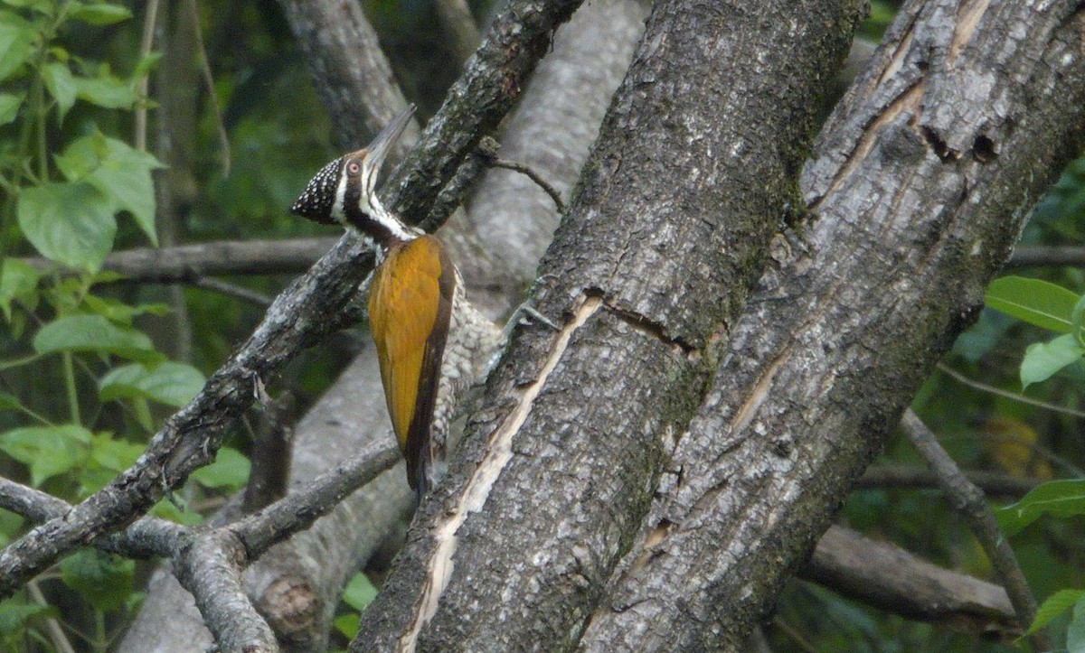 Greater Flameback - ML634016318