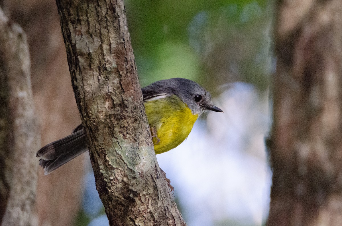 Eastern Yellow Robin - ML634016402