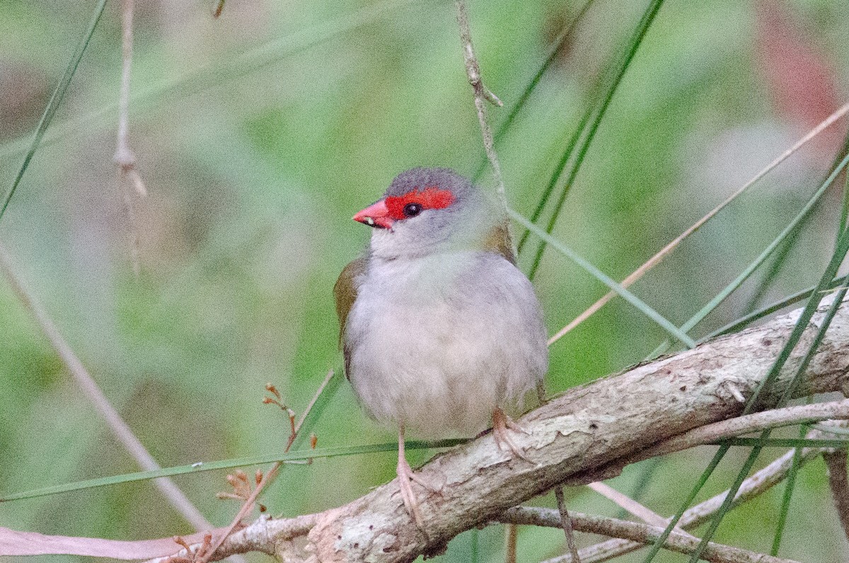 Red-browed Firetail - ML634016414