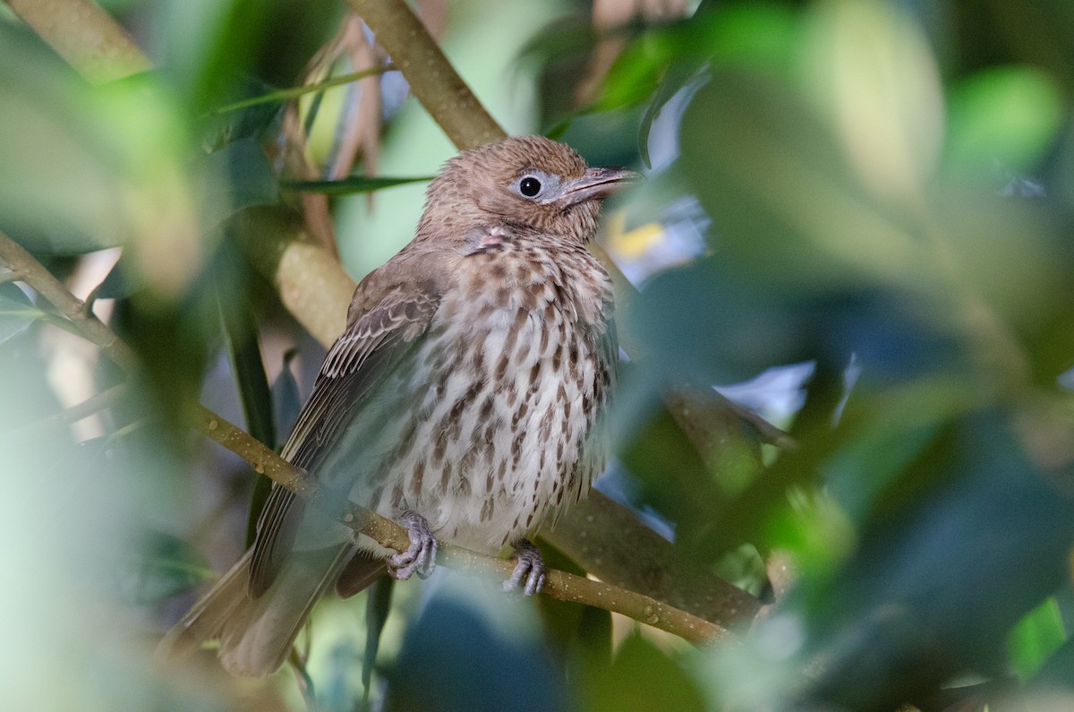 Australasian Figbird - ML634016419