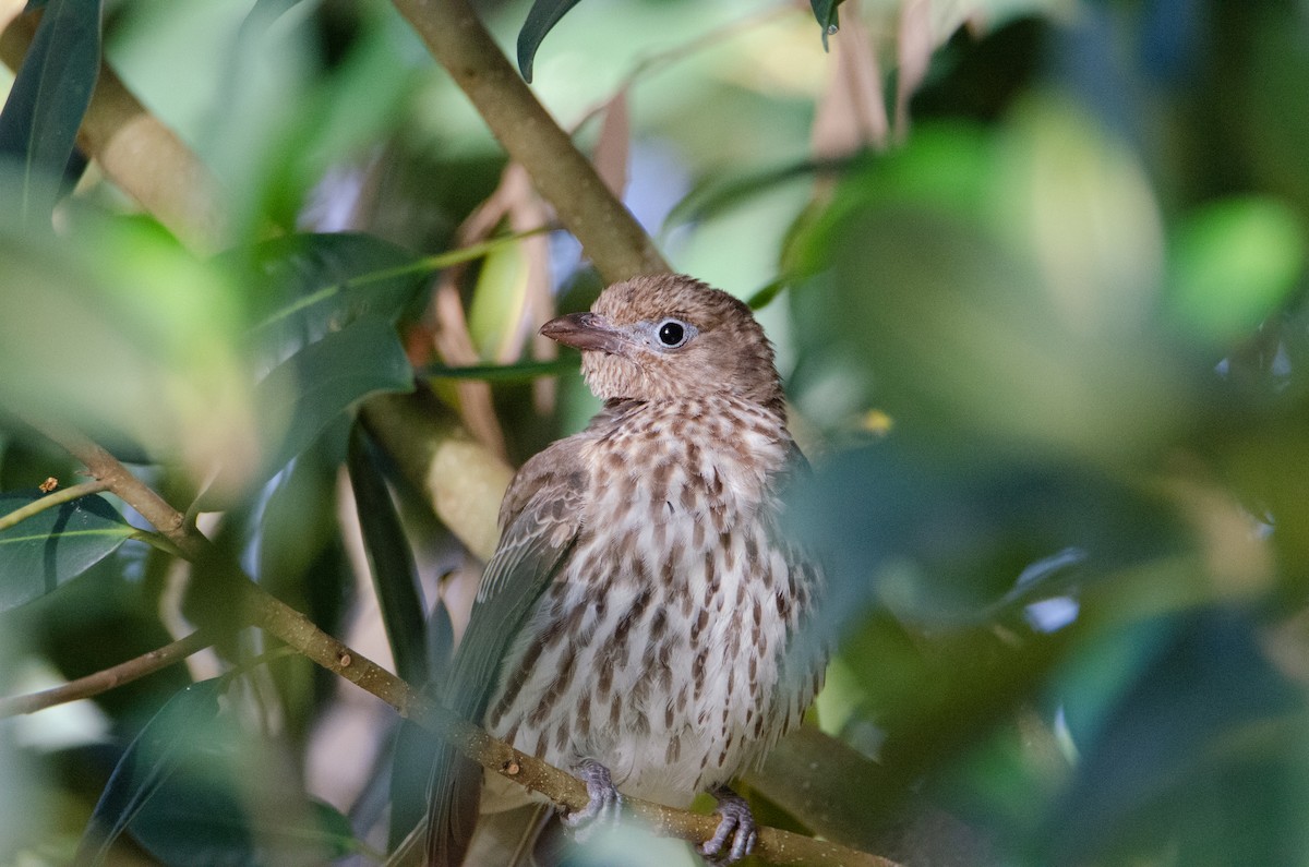 Australasian Figbird - ML634016420