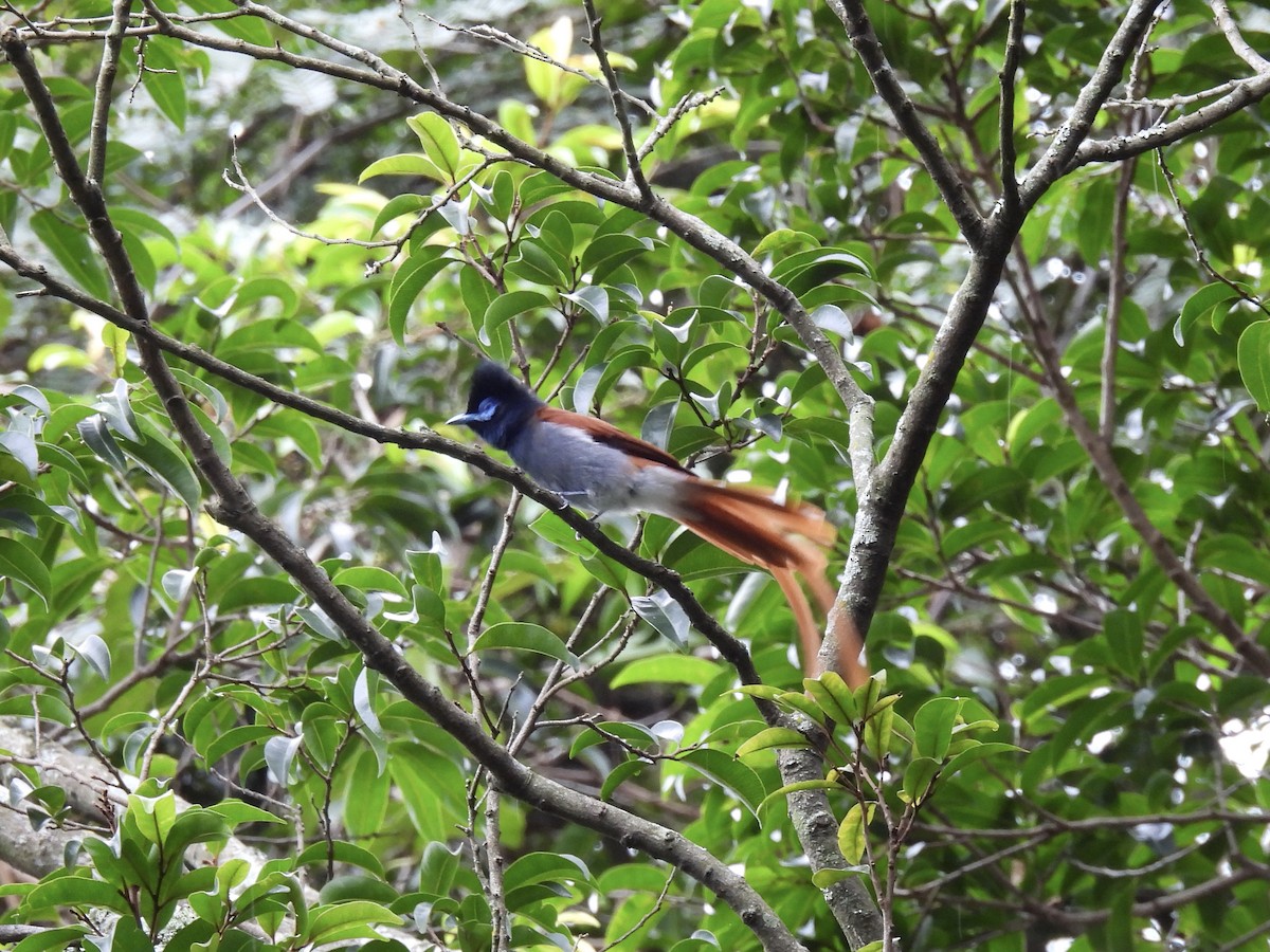 African Paradise-Flycatcher - ML634016459