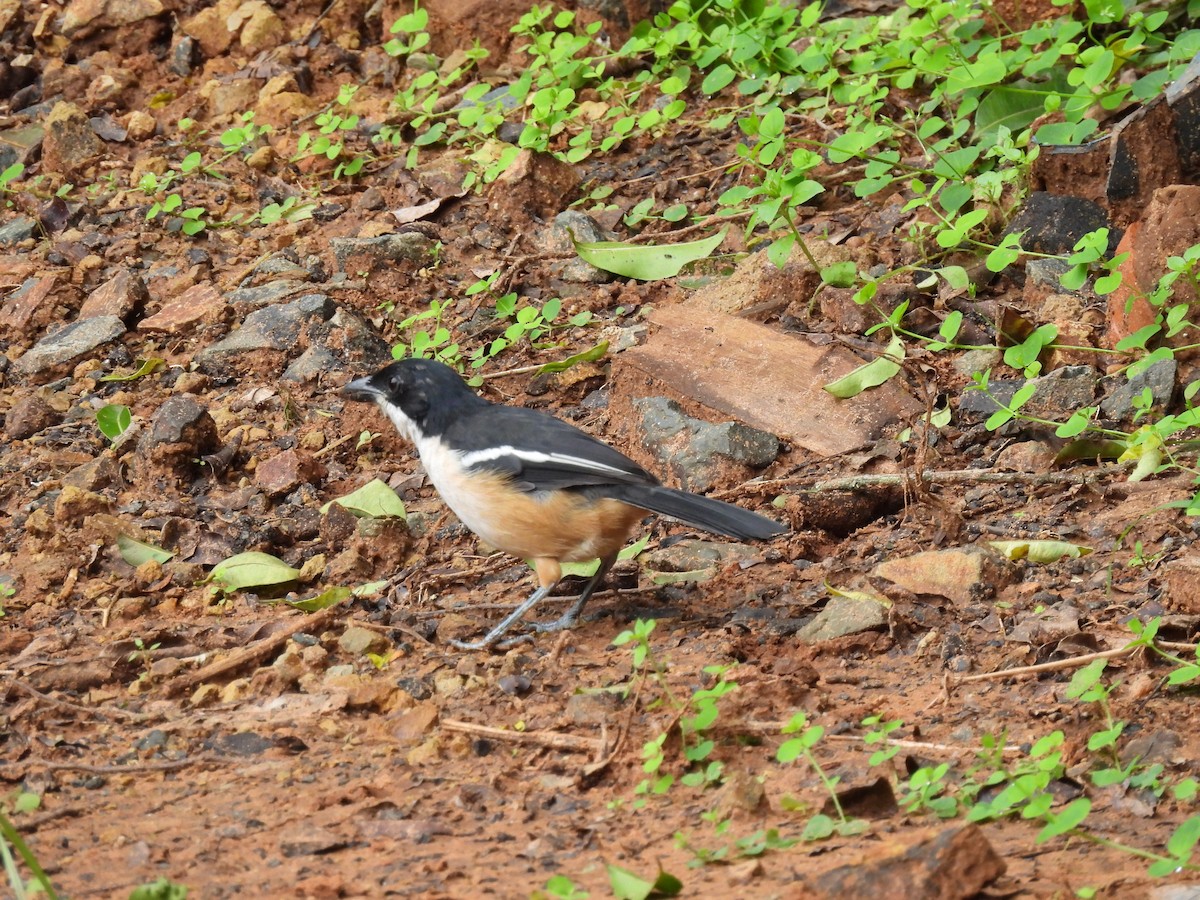 Southern Boubou - ML634016473