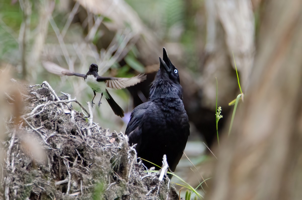 Forest Raven - ML634016611