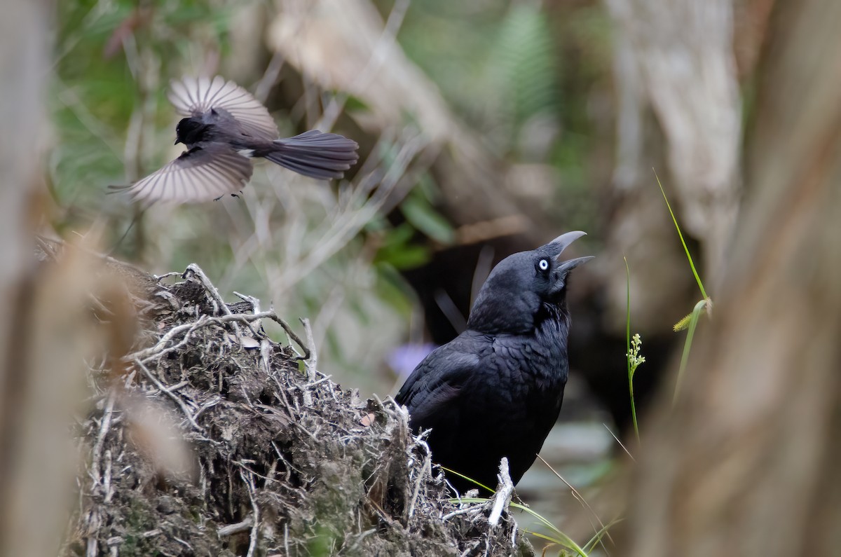 Forest Raven - ML634016612