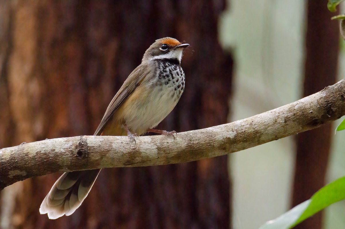 Australian Rufous Fantail - ML634016618