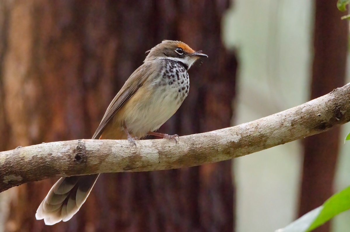 Australian Rufous Fantail - ML634016619