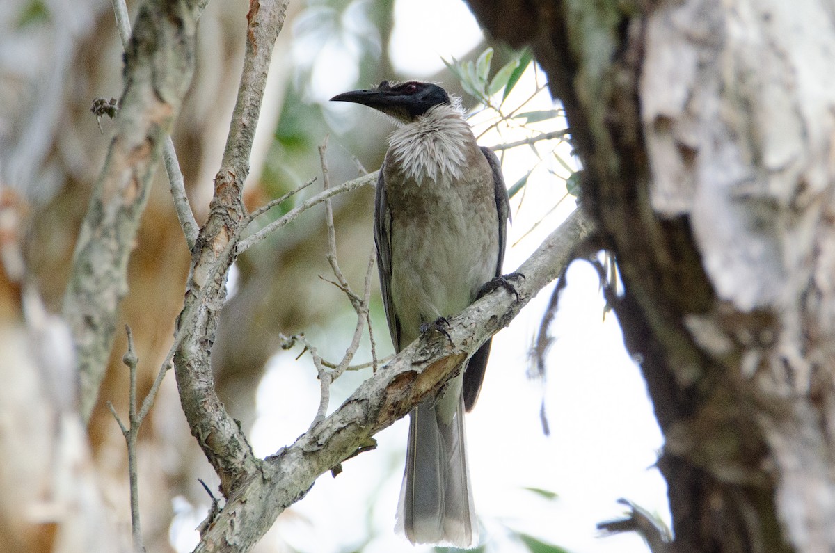 Noisy Friarbird - ML634016626