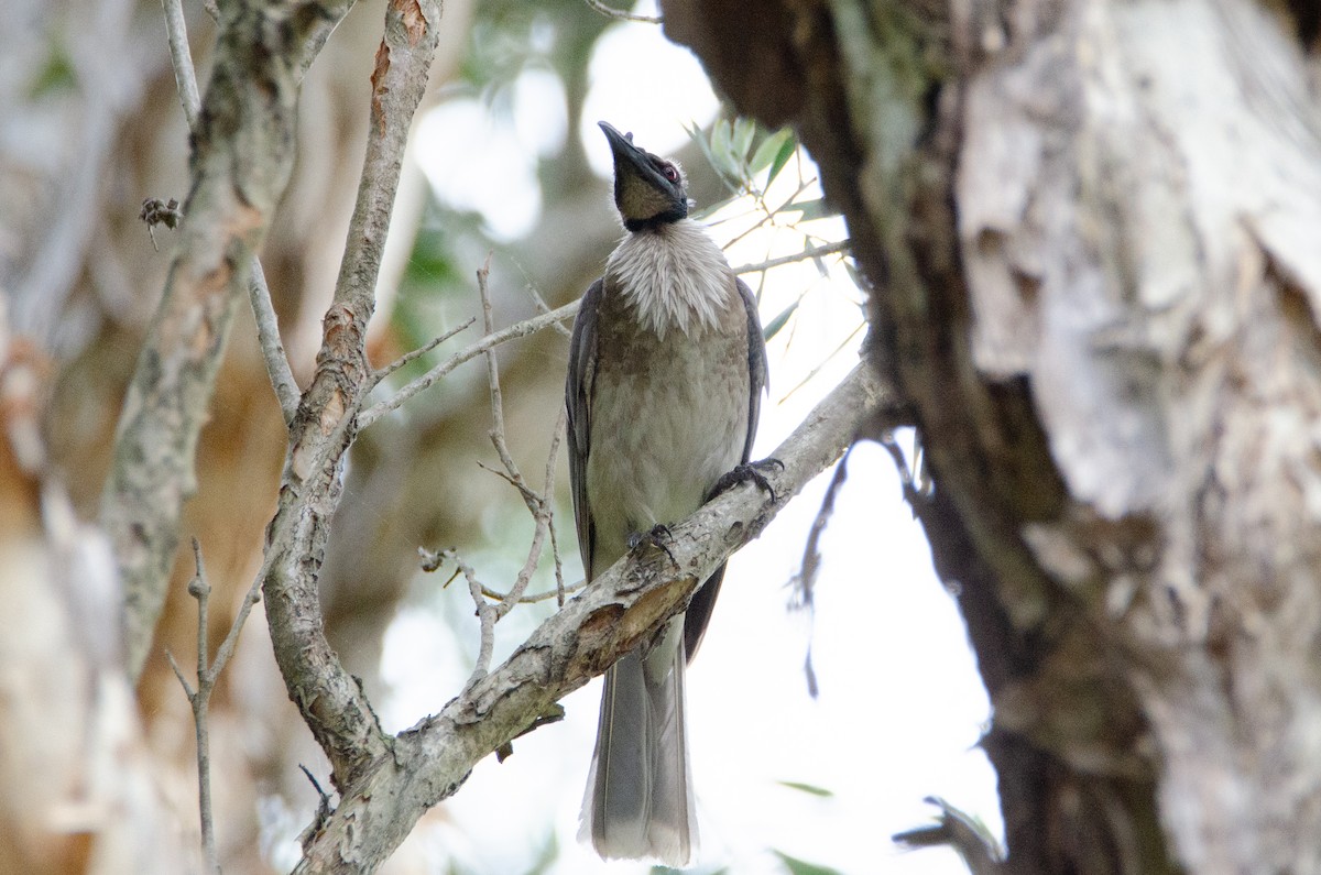 Noisy Friarbird - ML634016627