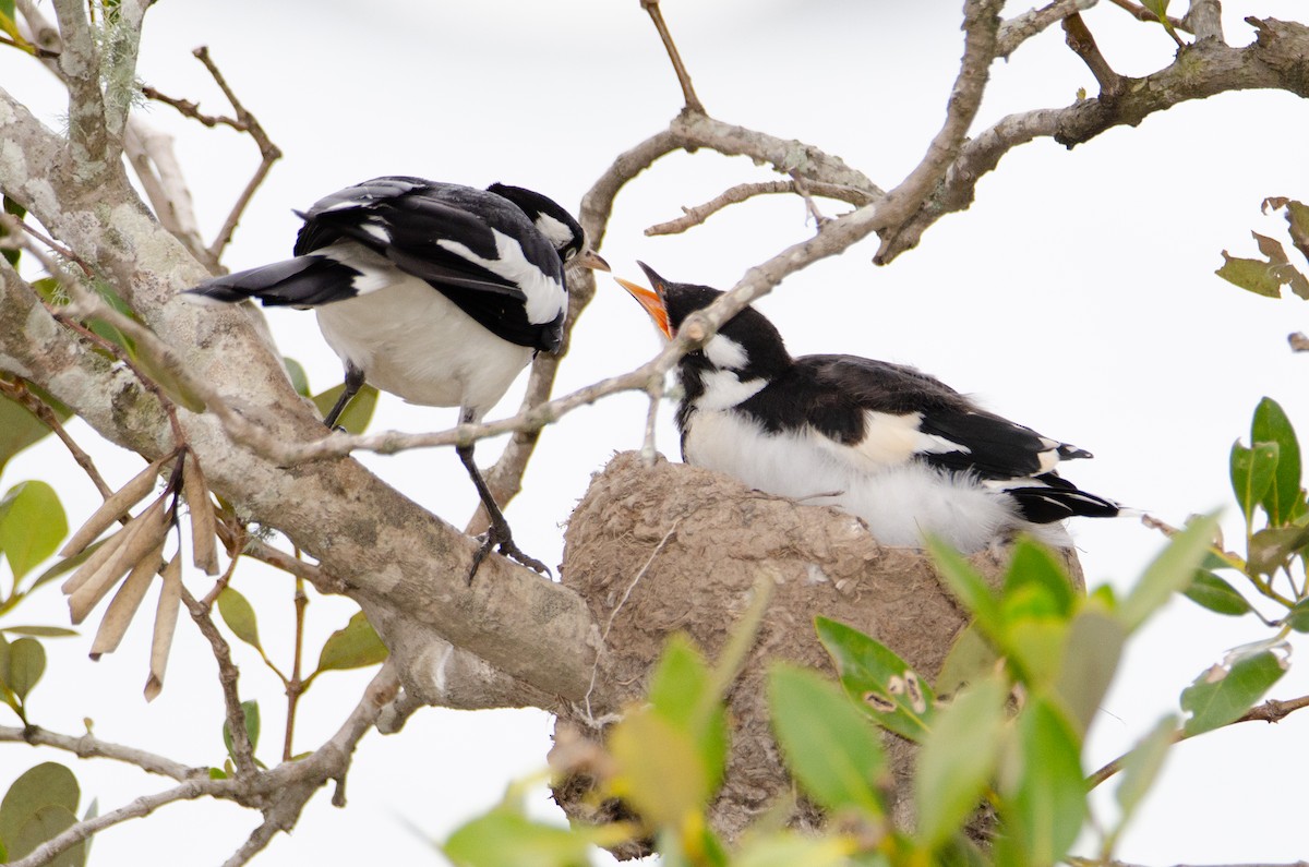 Magpie-lark - ML634016662
