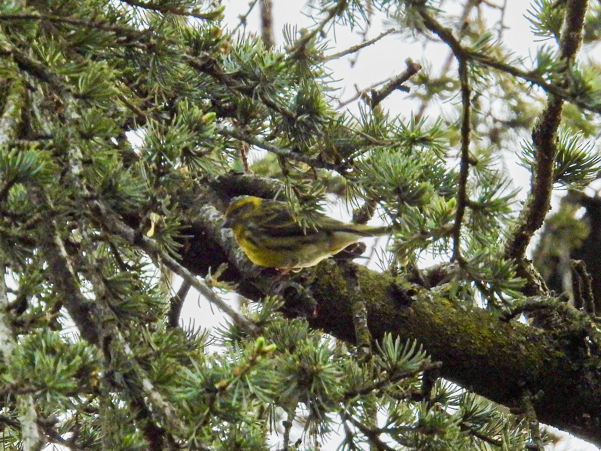 European Serin - ML634016714