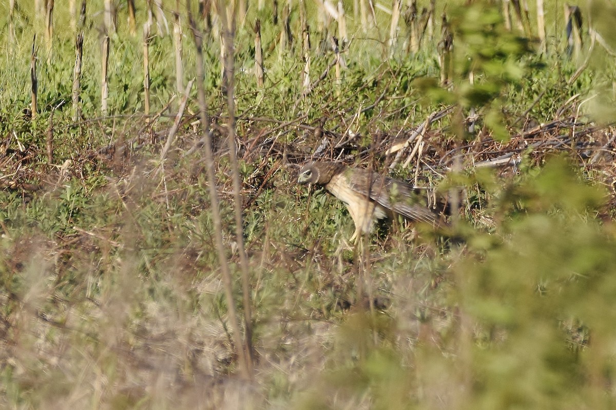 Northern Harrier - ML634016719