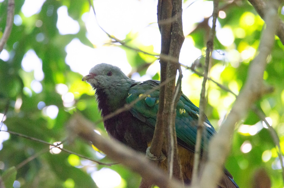 Wompoo Fruit-Dove - ML634016750